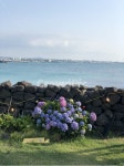 수국, 꽃, flower, 제주, 제주도, 사진,이미지,일러스트,캘리그라피 - Ngyr100작가 크라우드픽 - 저작권 걱정 없는 상업용 이미지