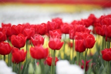 튤립, 튤립축제, 태안튤립축제, tulip, 백합목, 사진,이미지,일러스트,캘리그라피 - Nkimjh2200작가 크라우드픽 - 저작권 걱정 없는 상업용... 