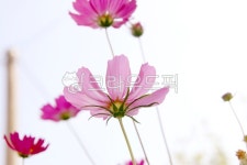 plant, 식물, 꽃잎, petal, flower, 사진,이미지,일러스트,캘리그라피 - 디엔53작가 크라우드픽 - 저작권 걱정 없는 상업용 이미지