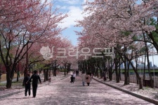 person, 식물, cherryblossom, flower, 사람, 사진,이미지,일러스트,캘리그라피 - 진주황작가 크라우드픽 - 저작권 걱정 없는 상업용 이미지