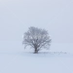 설경, 눈, 비에이, 북해도, 겨울풍경, 사진,이미지,일러스트,캘리그라피 - 월인천강작가 크라우드픽 - 저작권 걱정 없는 상업용 이미지