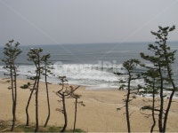 경포대, 동해, 바다, 소나무, 파도, 사진,이미지,일러스트,캘리그라피 - bedro작가 크라우드픽 - 저작권 걱정 없는 상업용 이미지