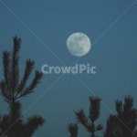 달, 나무, 저녁하늘, 밤하늘, 달과나무, 사진,이미지,일러스트,캘리그라피 - 주빌콩작가 크라우드픽 - 저작권 걱정 없는 상업용 이미지