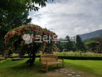 정원, 나무, 예쁜나무, tree, 벤치, 사진,이미지,일러스트,캘리그라피 - kcinjojo작가 크라우드픽 - 저작권 걱정 없는 상업용 이미지