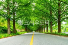 메타세과이어, 메타세콰이어길, 메타세콰이어가로수길, 나무, 봄, 사진,이미지,일러스트,캘리그라피 - 데이비드강작가 크라우드픽 - 저작권 걱정... 