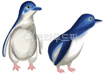 동물, 펭귄, 동물일러스트, 페어리펭귄, penguin, 사진,이미지,일러스트,캘리그라피 - 포로리033작가 크라우드픽 - 저작권 걱정 없는 상업용... 