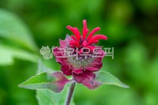 모나르다, 모나르다꽃망울, monardadidymal, 베르가못, bergamot, 사진,이미지,일러스트,캘리그라피 - smklaw작가 크라우드픽 - 저작권... 