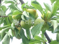 fruit, 자두농장, 김천자두, 자두과수원, 지예농장, 사진,이미지,일러스트,캘리그라피 - 상쾌한아침작가 크라우드픽 - 저작권 걱정 없는 상업용... 