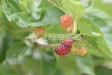 식물, 오디, 과실, 건강과일, odi, 사진,이미지,일러스트,캘리그라피 - bedro작가 크라우드픽 - 저작권 걱정 없는 상업용 이미지