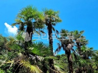 아레카과, 하늘, summer, 여름, arecaceae, 사진,이미지,일러스트,캘리그라피 - Ncc118104작가 크라우드픽 - 저작권 걱정 없는 상업용 이미지