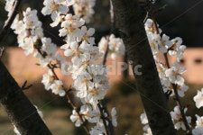 하늘, 나무, 벚꽃, 봄, 꽃잎, 사진,이미지,일러스트,캘리그라피 - 마라샹궈작가 크라우드픽 - 저작권 걱정 없는 상업용 이미지