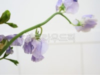 스위트피, sweetpea, flower, blossom, 꽃송이정물, 사진,이미지,일러스트,캘리그라피 - joyfulharu작가 크라우드픽 - 저작권 걱정 없는... 