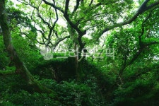 나무, 제주곶자왈, 나뭇가지, 숲, 잎, 사진,이미지,일러스트,캘리그라피 - ju999작가 크라우드픽 - 저작권 걱정 없는 상업용 이미지