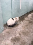 고양이, 길고양이, 점박이, 야옹이, 동물, 사진,이미지,일러스트,캘리그라피 - 홍당무지영작가 크라우드픽 - 저작권 걱정 없는 상업용 이미지