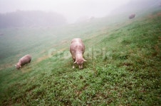 양, 양떼목장, 동물, 자연, 대관령, 사진,이미지,일러스트,캘리그라피 - Njangjs0303작가 크라우드픽 - 저작권 걱정 없는 상업용 이미지