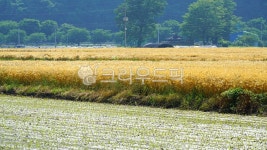 보리밭, 밭, 보리, 황금색, 갈색, 사진,이미지,일러스트,캘리그라피 - BUSAN OPPA작가 크라우드픽 - 저작권 걱정 없는 상업용 이미지