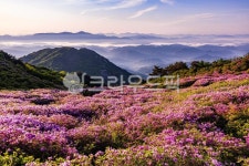 황매산골유흥주점 | 황매산, 철죽꽃, 산그리메, 황매산철죽꽃, 황매산산그리메, 사진,이미지,일러스트,캘리그라피 - lhj59작가 크라우드픽 - 저작권 걱정 없는...
