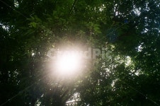 빛, 햇빛, 나무, 식물, 그림자, 사진,이미지,일러스트,캘리그라피 - sam5작가 크라우드픽 - 저작권 걱정 없는 상업용 이미지