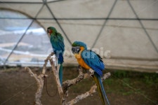 제주화조원, 화조원, 동물원, 앵무새, 새, 사진,이미지,일러스트,캘리그라피 - hongban작가 크라우드픽 - 저작권 걱정 없는 상업용 이미지