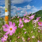 코스모스, 하늘, 감성, 구름, 꽃, 사진,이미지,일러스트,캘리그라피 - 동키요동키작가 크라우드픽 - 저작권 걱정 없는 상업용 이미지