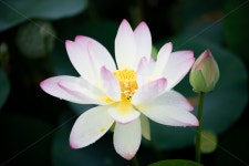 연꽃, 수련, 연못, 여름, 꽃, 사진,이미지,일러스트,캘리그라피 - goodtrees작가 크라우드픽 - 저작권 걱정 없는 상업용 이미지