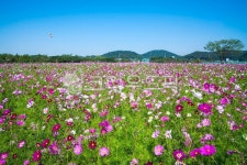 코스모스, 꽃, field, nature, 자연, 사진,이미지,일러스트,캘리그라피 - 다바바작가 크라우드픽 - 저작권 걱정 없는 상업용 이미지