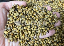 보리, 보리차, 곡물, 곡식, 음식, 사진,이미지,일러스트,캘리그라피 - 먹방작가 크라우드픽 - 저작권 걱정 없는 상업용 이미지