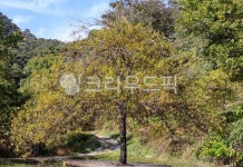 plant, 식물, tree, 나무, treetrunk, 사진,이미지,일러스트,캘리그라피 - 여행하는제이제이작가 크라우드픽 - 저작권 걱정 없는 상업용 이미지