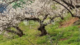 풀밭, 매실농원, 매화꽃, 매실나무, 과수원, 사진,이미지,일러스트,캘리그라피 - 서은작가 크라우드픽 - 저작권 걱정 없는 상업용 이미지