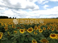 해바라기, 해바라기꽃, 해바라기꽃밭, 해바라기농장, 꽃, 사진,이미지,일러스트,캘리그라피 - JHSARAH작가 크라우드픽 - 저작권 걱정 없는... 