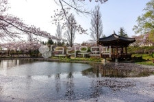 호수, 보문정, 경주, 봄, 벗꽃, 사진,이미지,일러스트,캘리그라피 - Nwjlee67작가 크라우드픽 - 저작권 걱정 없는 상업용 이미지