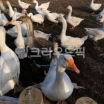 오리, 동물, 거위, 농장, 청초밭, 사진,이미지,일러스트,캘리그라피 - SUROK작가 크라우드픽 - 저작권 걱정 없는 상업용 이미지