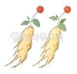 홍삼, 산삼, 인삼, 한약, 한약재, 사진,이미지,일러스트,캘리그라피 - 으는작가 크라우드픽 - 저작권 걱정 없는 상업용 이미지