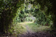 오솔길, 풀밭길, 숲속길, 작은길, 숲길, 사진,이미지,일러스트,캘리그라피 - 모리나라작가 크라우드픽 - 저작권 걱정 없는 상업용 이미지