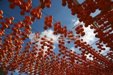 감, persimmon, 과일, fruit, 음식, 사진,이미지,일러스트,캘리그라피 - 고운경작가 크라우드픽 - 저작권 걱정 없는 상업용 이미지