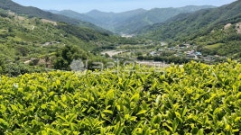 녹차밭, 하동녹차밭, 야생녹차밭, 하동, 화계, 사진,이미지,일러스트,캘리그라피 - 가미작가 크라우드픽 - 저작권 걱정 없는 상업용 이미지