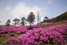 철쭉, 무등산, 화순, 큰재목장, 공원철쭉, 사진,이미지,일러스트,캘리그라피 - 몽상가작가 크라우드픽 - 저작권 걱정 없는 상업용 이미지