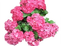 제라늄, blossom, 식물, 꽃, geranium, 사진,이미지,일러스트,캘리그라피 - Bibian작가 크라우드픽 - 저작권 걱정 없는 상업용 이미지