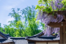 등나무꽃, wisteriaflower, 한옥, 꽃, flower, 사진,이미지,일러스트,캘리그라피 - 돌고래작가 크라우드픽 - 저작권 걱정 없는 상업용 이미지