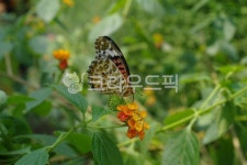 꽃과나비, 꽃나비, 나비, 꽃밭, 꿀따는나비, 사진,이미지,일러스트,캘리그라피 - 하쿠나 마타타작가 크라우드픽 - 저작권 걱정 없는 상업용 이미지