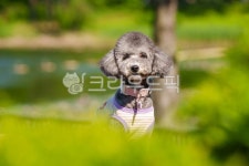 푸들, 반려견, 강아지, toypoodle, poodle, 사진,이미지,일러스트,캘리그라피 - YAK9작가 크라우드픽 - 저작권 걱정 없는 상업용 이미지