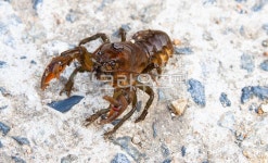 invertebrate, 무척추동물, crawdad, 가재, 민물가재, 사진,이미지,일러스트,캘리그라피 - studio H작가 크라우드픽 - 저작권 걱정 없는... 