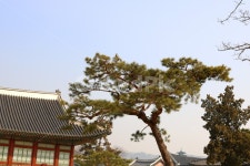 경복궁, 광화문, 서울, 고궁, 궁, 사진,이미지,일러스트,캘리그라피 - 청랑작가 크라우드픽 - 저작권 걱정 없는 상업용 이미지