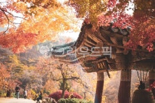 가을, 서산, 단풍, 단풍나무, 나무, 사진,이미지,일러스트,캘리그라피 - 김선미12작가 크라우드픽 - 저작권 걱정 없는 상업용 이미지