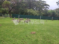 farm, 농장, 캥거루, outdoors, 목장, 사진,이미지,일러스트,캘리그라피 - 청명한하늘작가 크라우드픽 - 저작권 걱정 없는 상업용 이미지