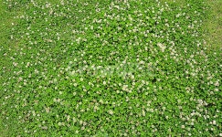 자연, green, 들, field, 초록, 사진,이미지,일러스트,캘리그라피 - Josh823작가 크라우드픽 - 저작권 걱정 없는 상업용 이미지