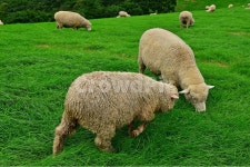 강원도, 평창, 대관령, 양떼목장, field, 사진,이미지,일러스트,캘리그라피 - 영산공작가 크라우드픽 - 저작권 걱정 없는 상업용 이미지