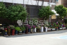 자연, 식물, 초록, 화분, 꽃, 사진,이미지,일러스트,캘리그라피 - 시처럼찰칵작가 크라우드픽 - 저작권 걱정 없는 상업용 이미지