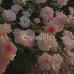 장미, 봄, 봄꽃, 정원, 꽃송이, 사진,이미지,일러스트,캘리그라피 - DELE작가 크라우드픽 - 저작권 걱정 없는 상업용 이미지