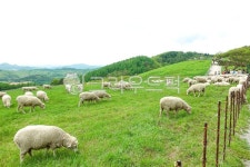 강릉, 양떼목장, 초원, 푸른, 초록, 사진,이미지,일러스트,캘리그라피 - 톤앤매너작가 크라우드픽 - 저작권 걱정 없는 상업용 이미지